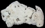 Unique, Agatized Fossil Coral Geode - Florida #57712-1